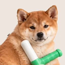 the dog, looking at you like the race is already over
